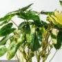 Philodendron – Burle Marx Variegated – 6″ Pot